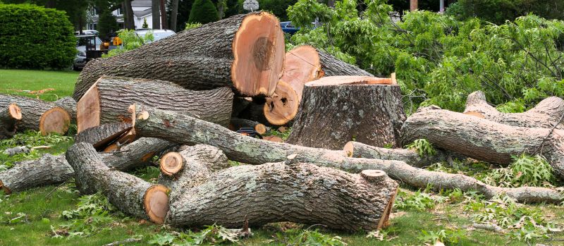 Apple Tree Removal in Aiken, SC