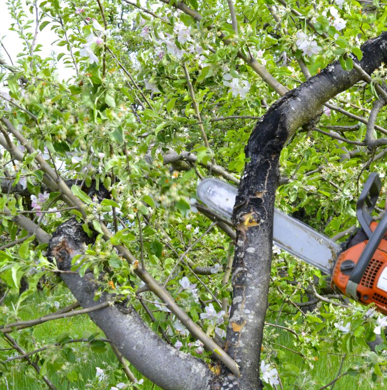 Apple Tree Removal in Duluth, MN