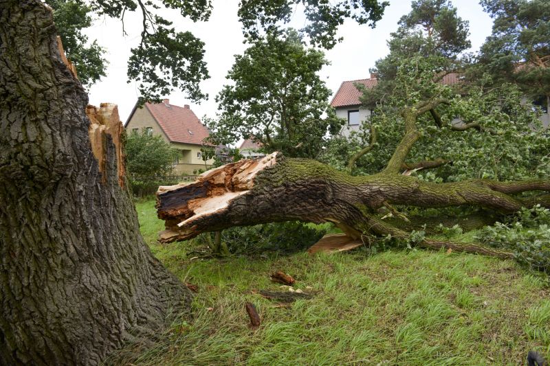 Apple Tree Removal in Duluth, MN