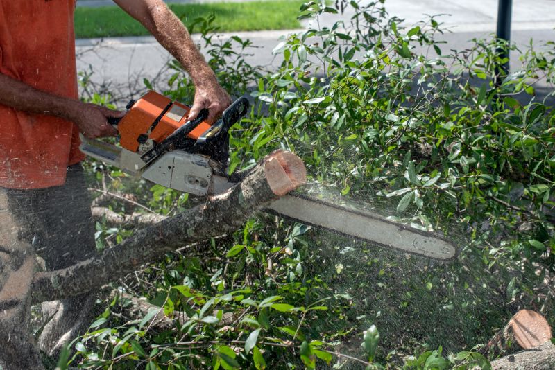 Commercial Tree Trimming in Allentown, PA