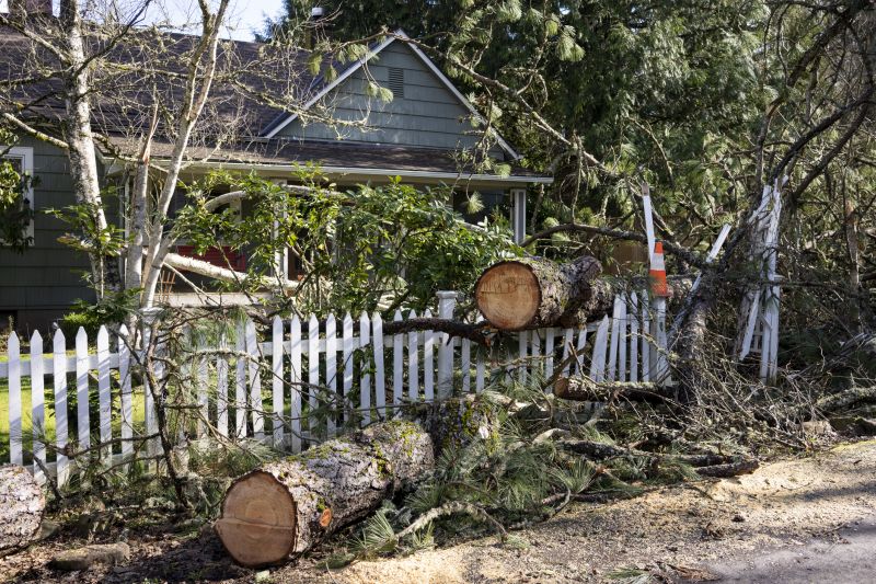 Dogwood Tree Removal in Allentown, PA