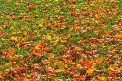 Autumn Leaves Covering Lawns