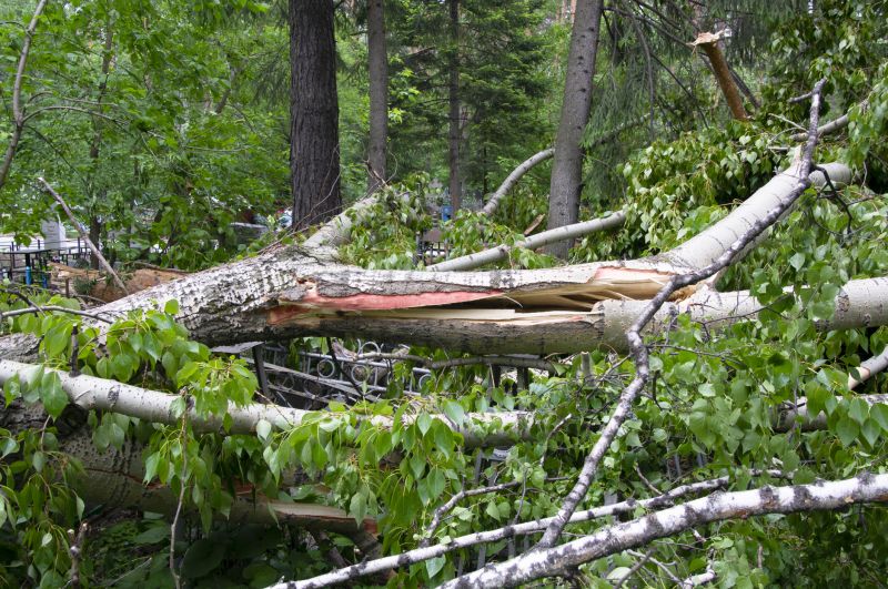 Fallen Tree Removal in Pottstown, PA