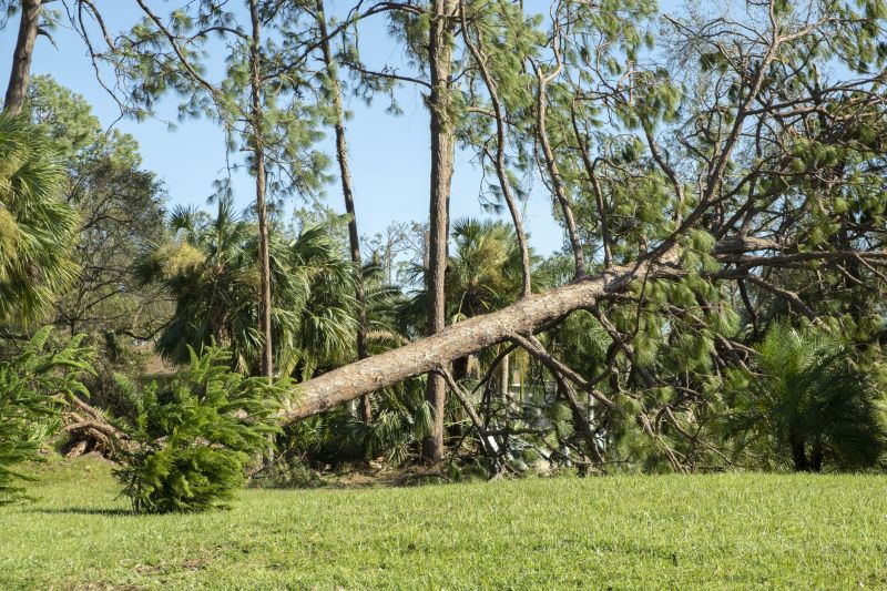 Fallen Tree Removal in Montgomery County, PA