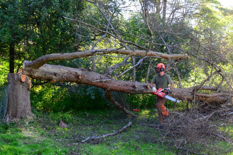 Fallen Tree Removal in Duluth, MN
