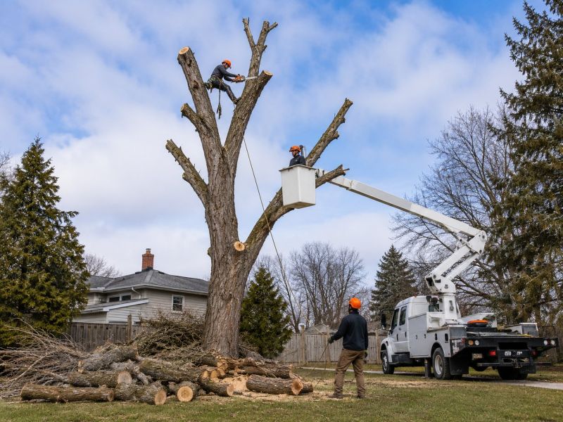 Hickory Tree Removal in Doylestown, PA