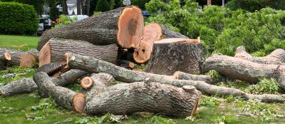 Mimosa Tree Removal in Aiken, SC
