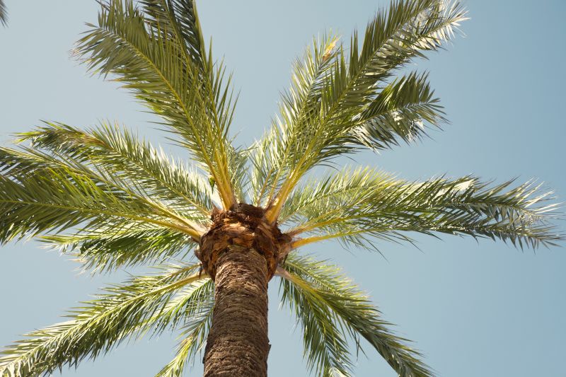 Palm Tree Trimming in Reno, NV