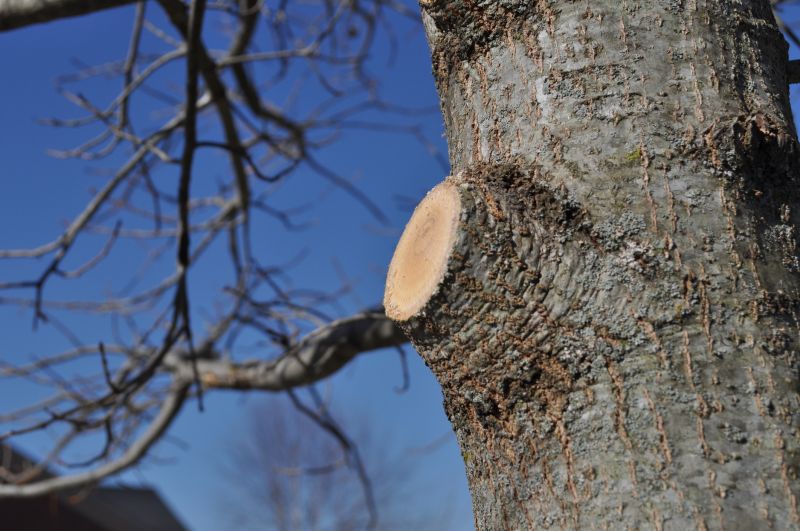 Pear Tree Pruning in Reno, NV