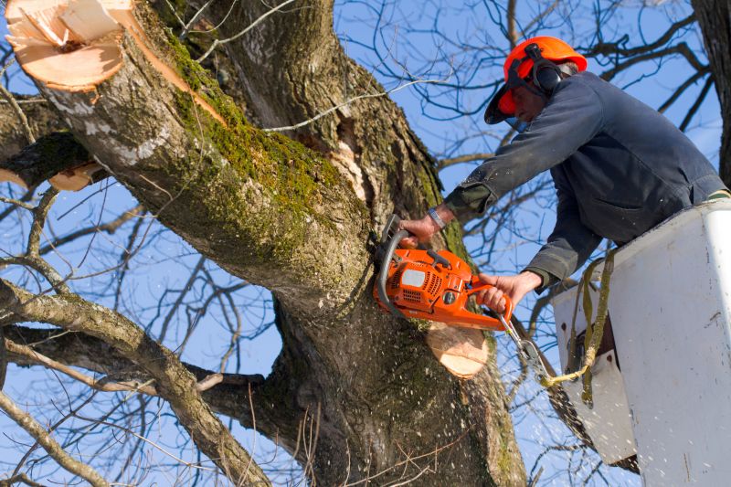 Spruce Tree Removal in Doylestown, PA